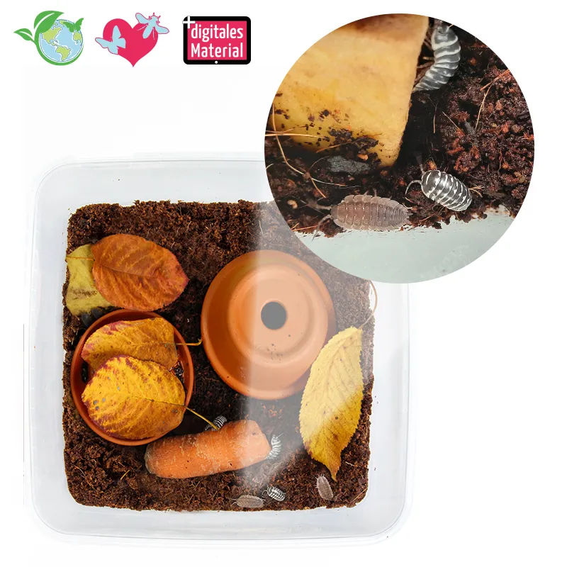 Hagemann Zuchtset Asseln