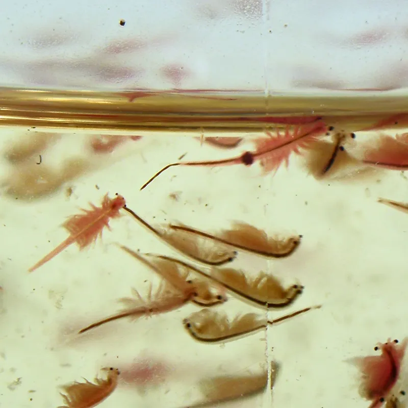 Hagemann Zuchtset Urzeitkrebse