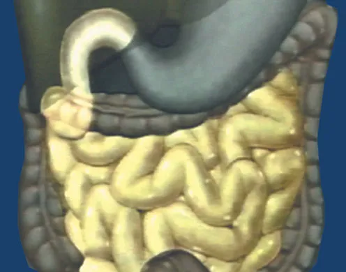 DVD-Lehrfilm Der Mensch - Das Verdauungssystem