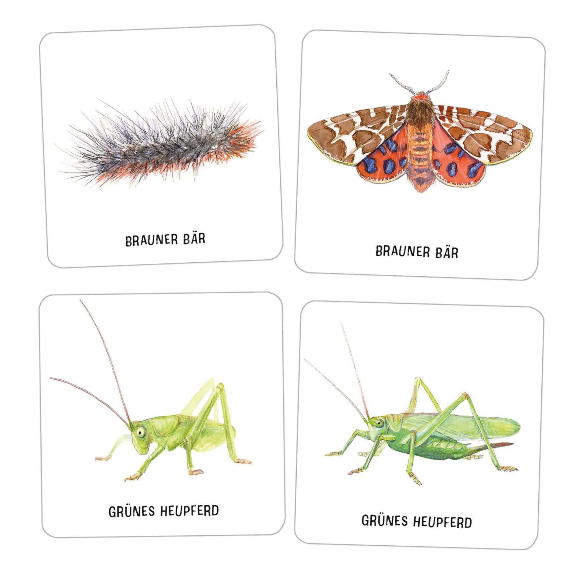 Das große Insekten Memo, 61-tlg.