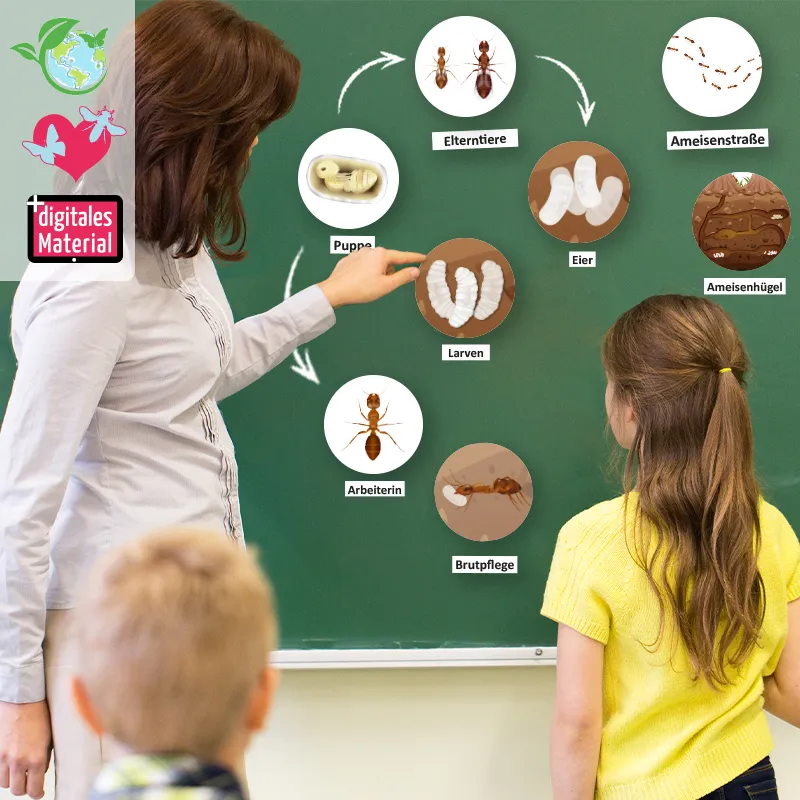 Hagemann Magnetbilder Leben und Lebenszyklus der Ameise