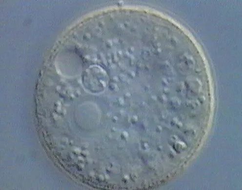 DVD-Lehrfilm Systematik der Lebewesen