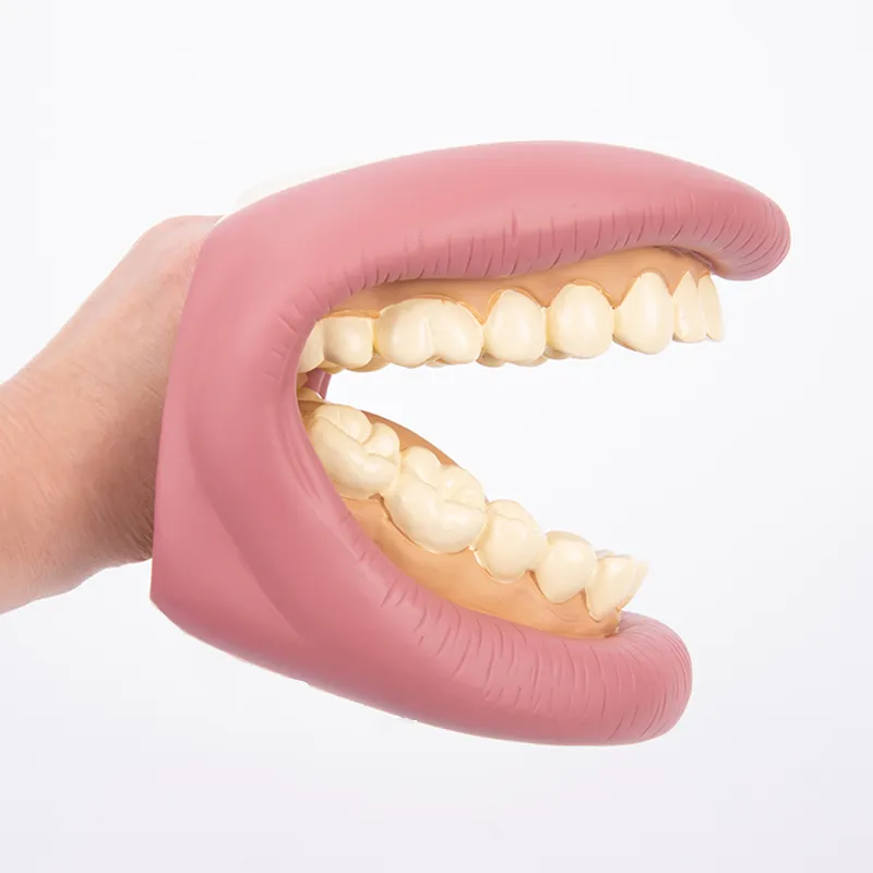 Zahnhygienemodell, groß