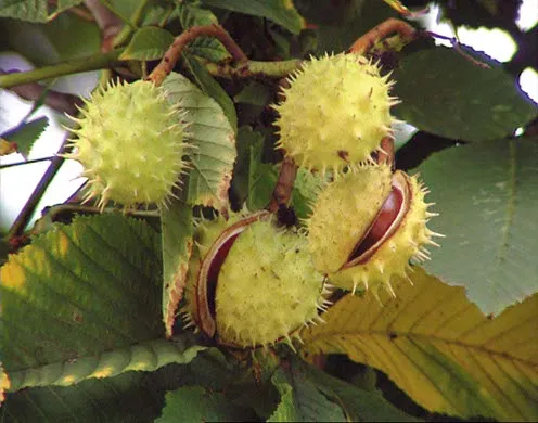 DVD-Lehrfilm Fortpflanzung + Entwicklung v. Blütenpflanzen