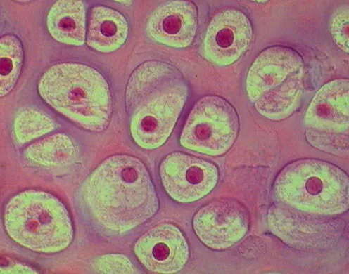 DVD-Lehrfilm Die Zelle-Baustein des Lebens