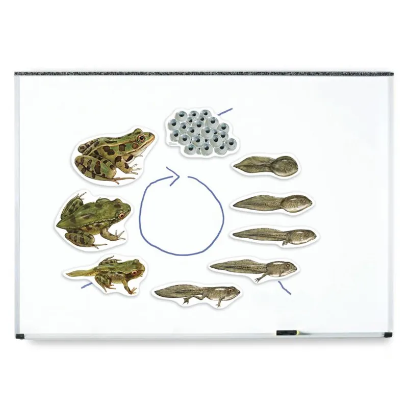 Lebenszyklus Frosch (magnetisch)