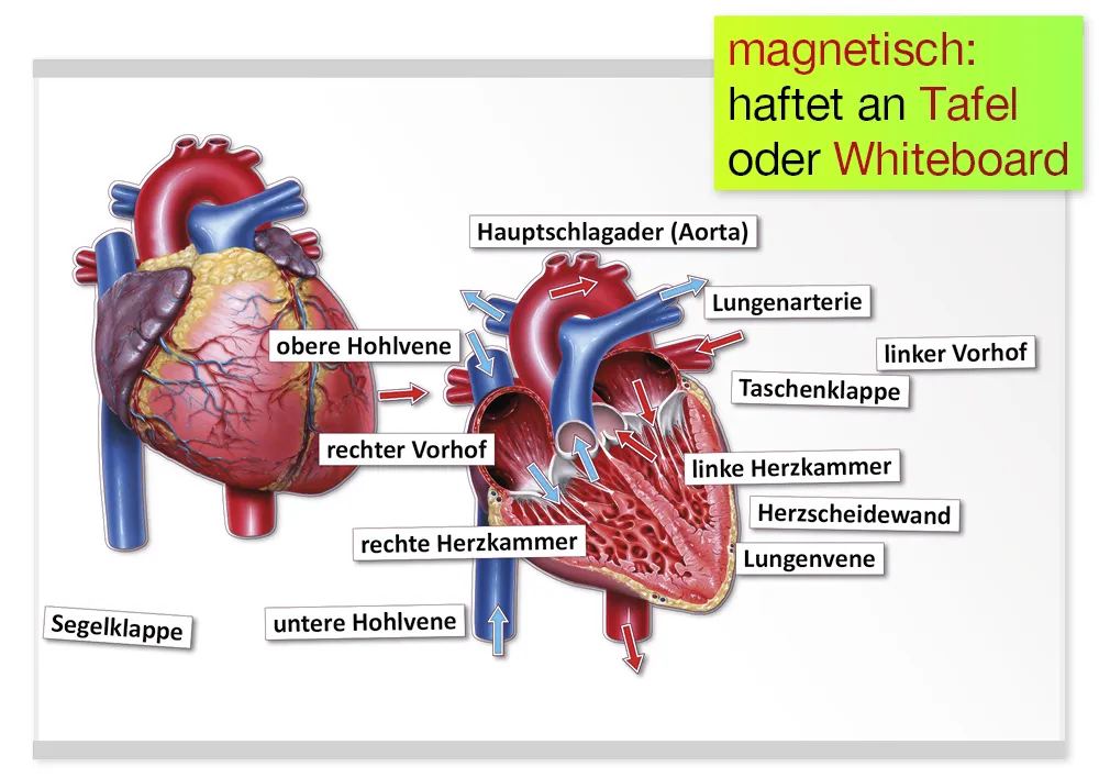 Das Herz von innen und außen (magnetisch)