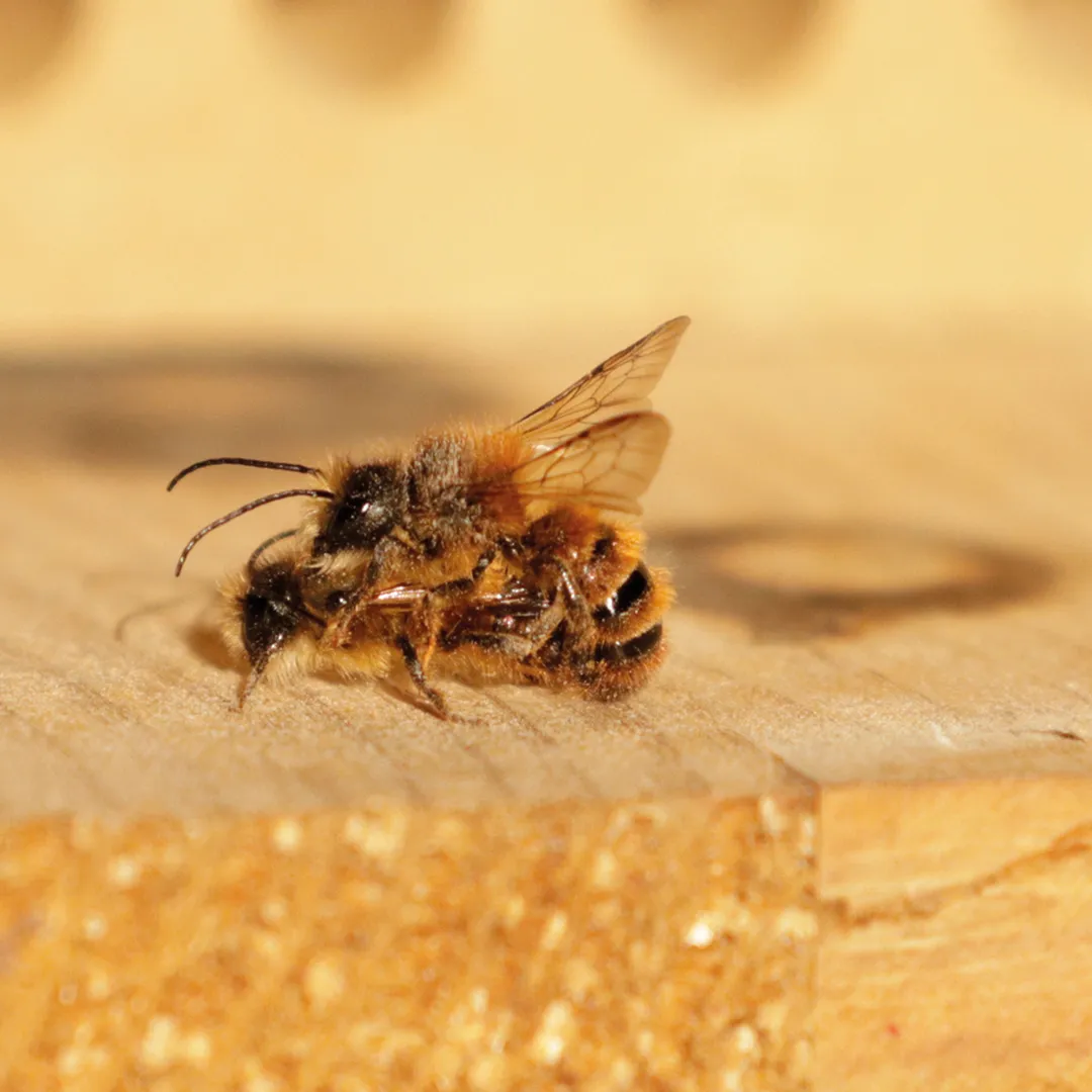 Hagemann Zuchtset Wildbienen, Rote Mauerbiene (mit Gutschein, 50 Kokons)