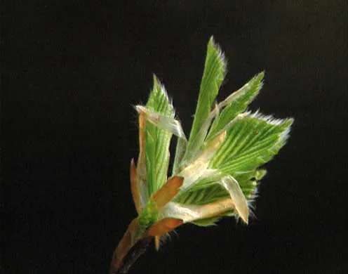 DVD-Lehrfilm Der Lebenszyklus von Bäumen