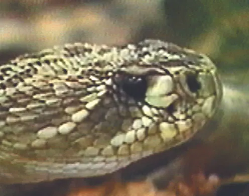 DVD-Lehrfilm Reptilien