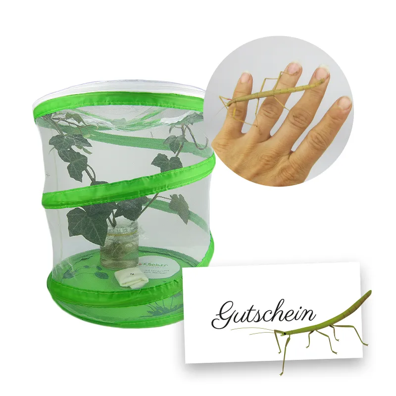 Hagemann Zuchtset Stabschrecken (mit Gutschein, 1 Jungtier und Eier)