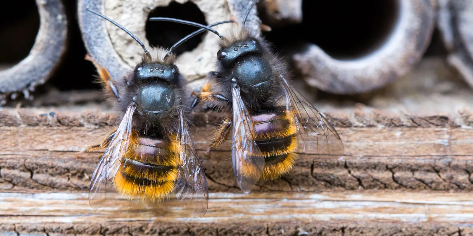 banner_wildbiene_breit2