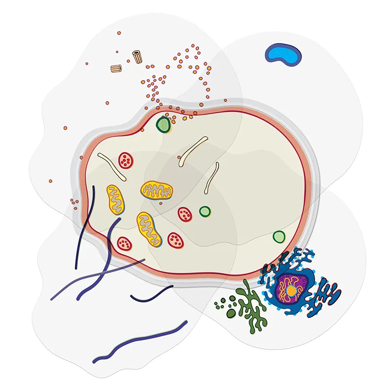 Tierische Zelle, Stapelmodell