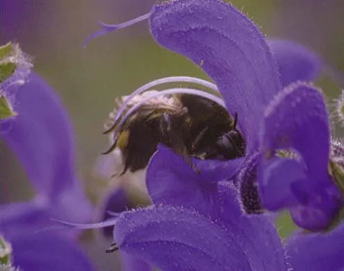 DVD-Lehrfilm Fortpflanzung + Entwicklung v. Blütenpflanzen