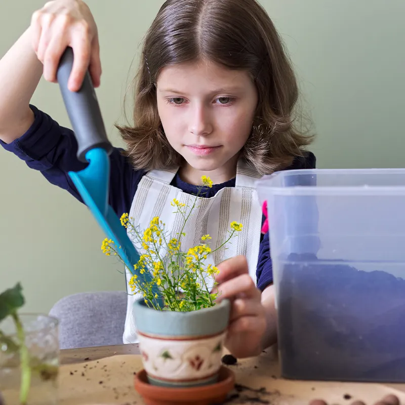 Zuchtset Nachwachsende Rohstoffe