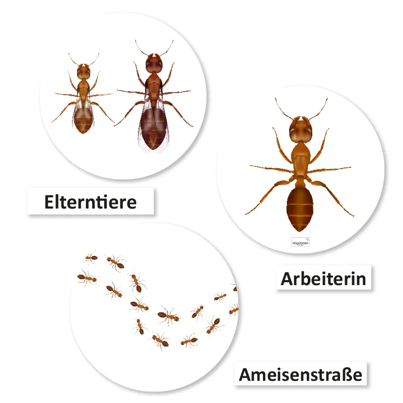 Hagemann Magnetbilder Leben und Lebenszyklus der Ameise