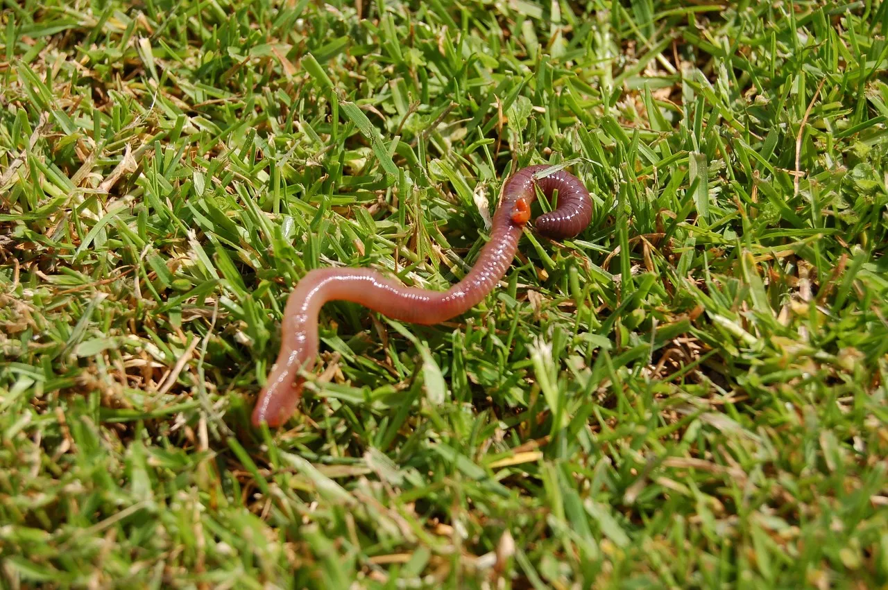 Wurm liegt auf der Wiese
