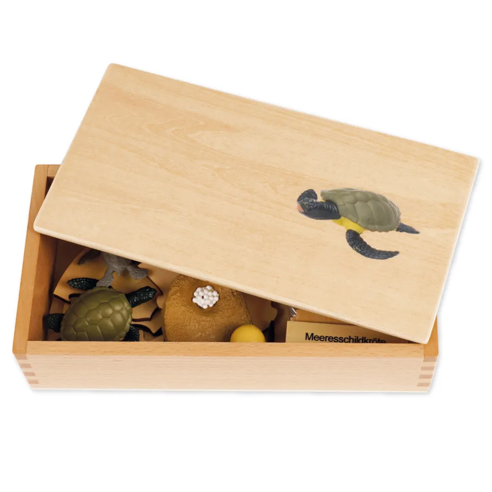 TimeTEX Lebenszyklus einer Schildkröte, in Holzbox "Montessori Premium"