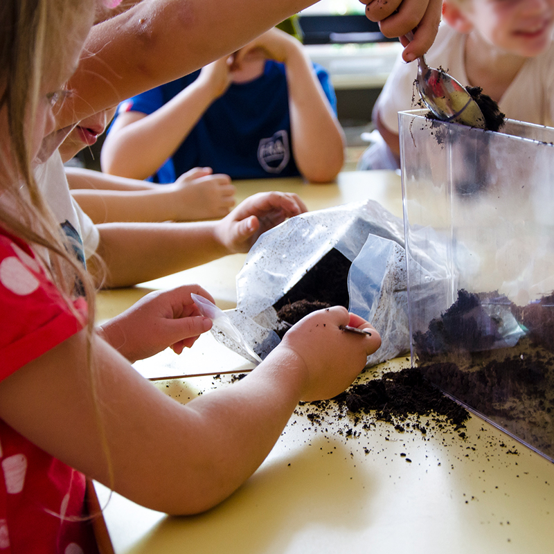 Wurzel- und Regenwurm-Beobachtungs-Set (2 Stück)