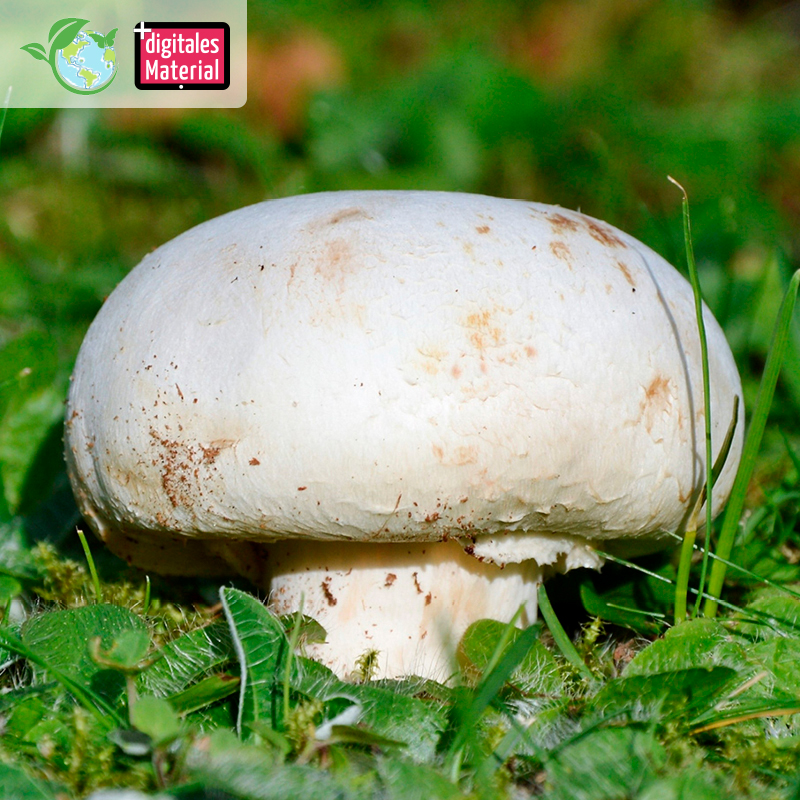 Hagemann Pilz-Zuchtset Champignon (weiß)