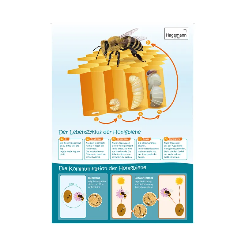 Sparset Bienenposter, 3-tlg.
