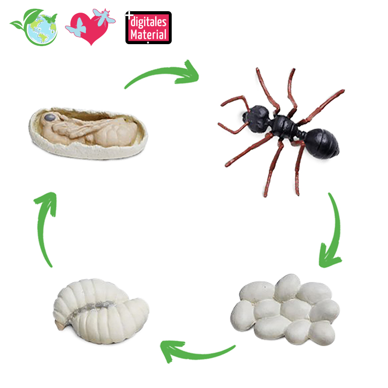 Hagemann Lebenszyklus der Ameise (Modelle, 4-tlg.)