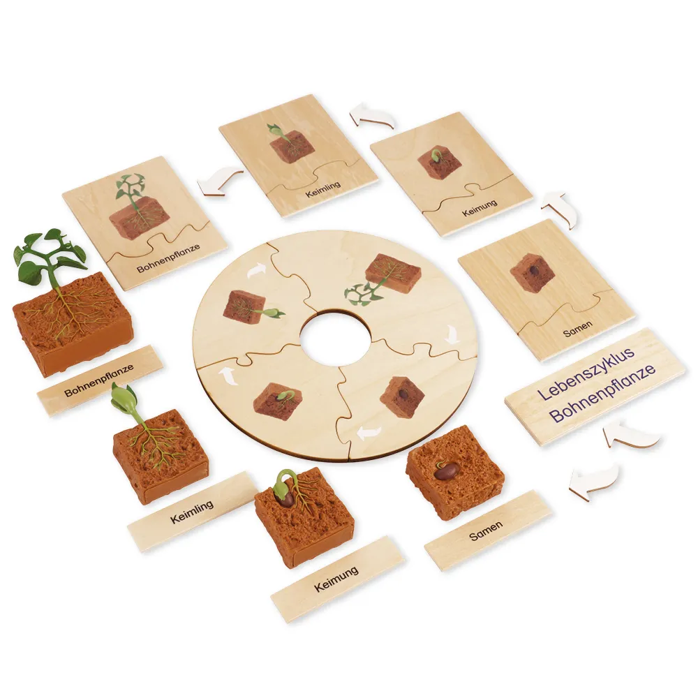 TimeTEX Lebenszyklus Bohnen-Pflanze, in Holzbox "Montessori Premium"