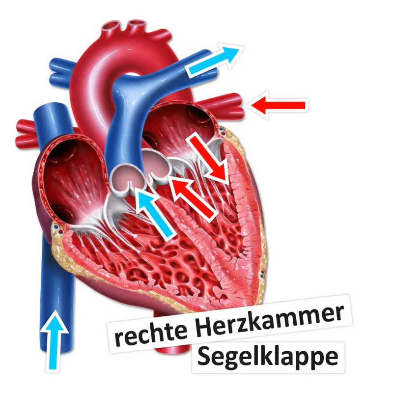 Das Herz von innen und außen (magnetisch)