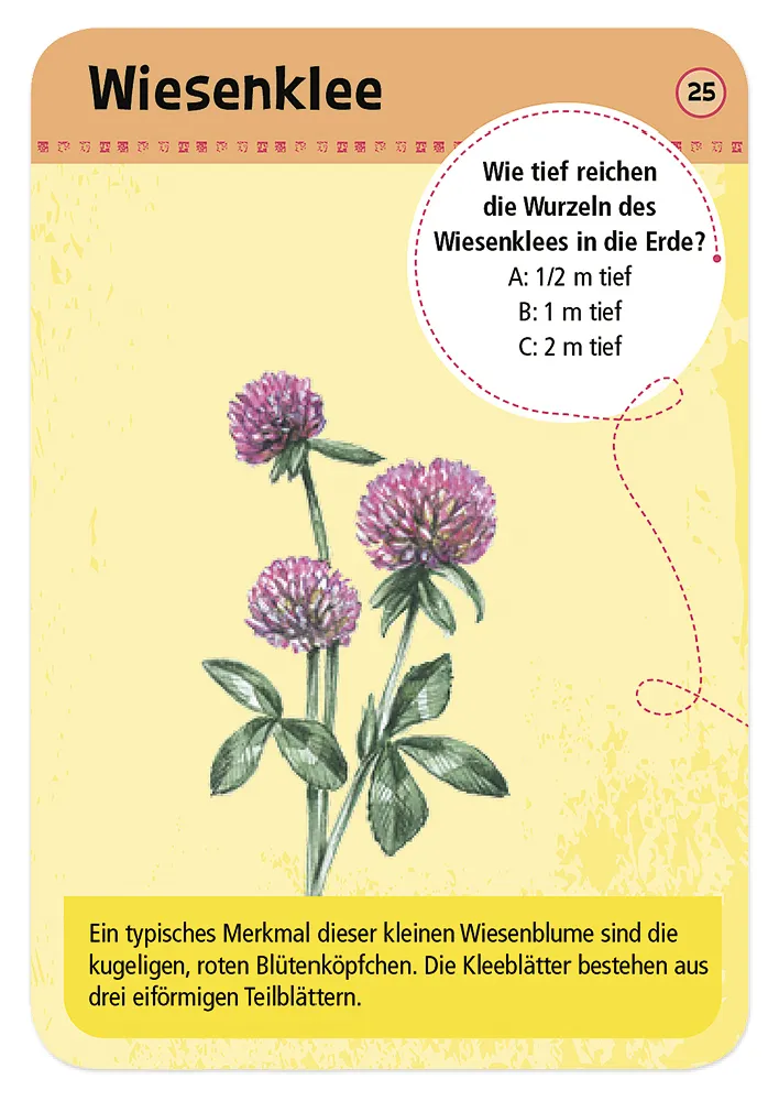 50 Heimische Blumen entdecken und bestimmen