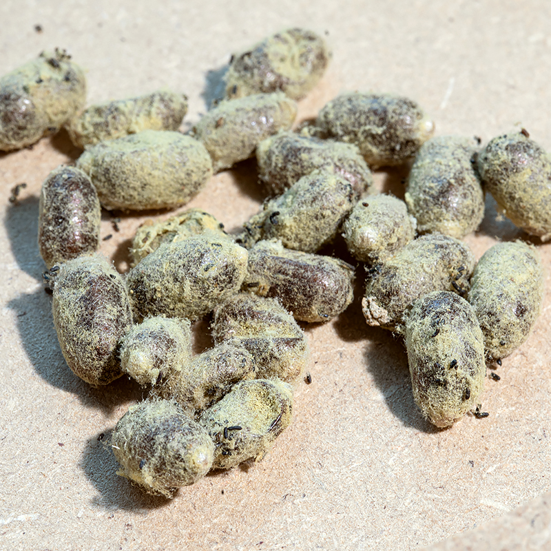 Hagemann Kokons für Wildbienenzucht, Rote Mauerbiene (25 Stück)