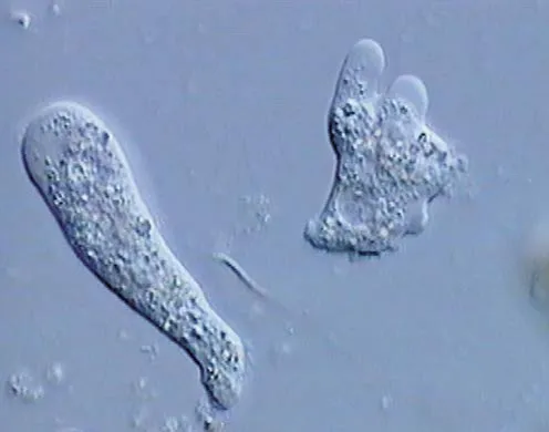 DVD-Lehrfilm Protozoen - Aus der Welt der Einzeller