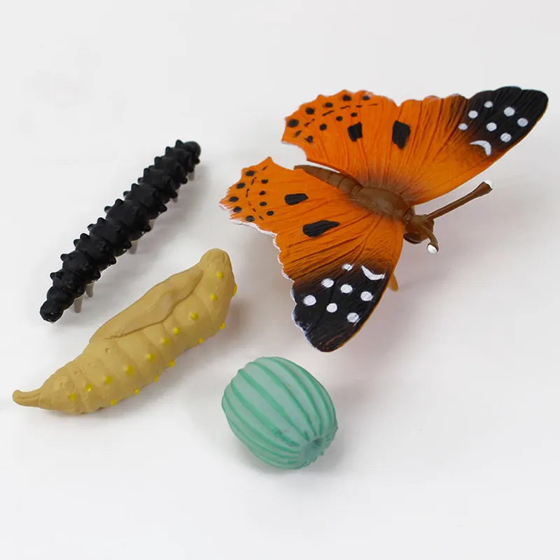 Lebenszyklus des Distelfalters (Modelle)