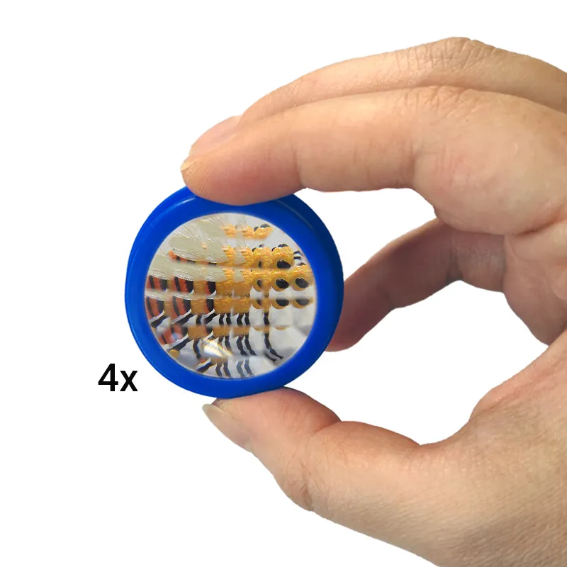 Hagemann Klassenprojektset Schmetterlinge (30-35 Raupen)