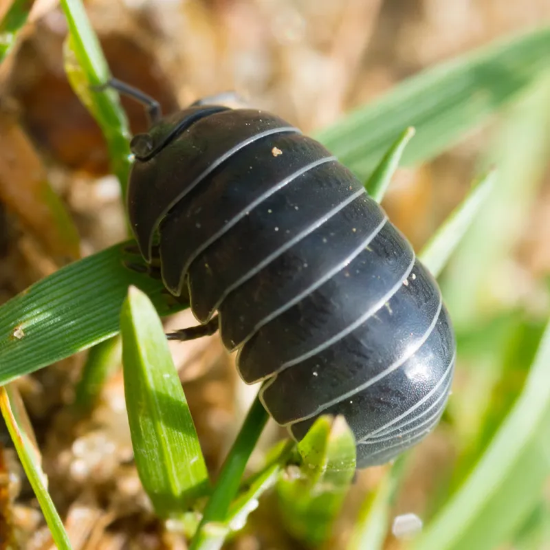 Hagemann Nachbestellung Asseln (15-20 Asseln)