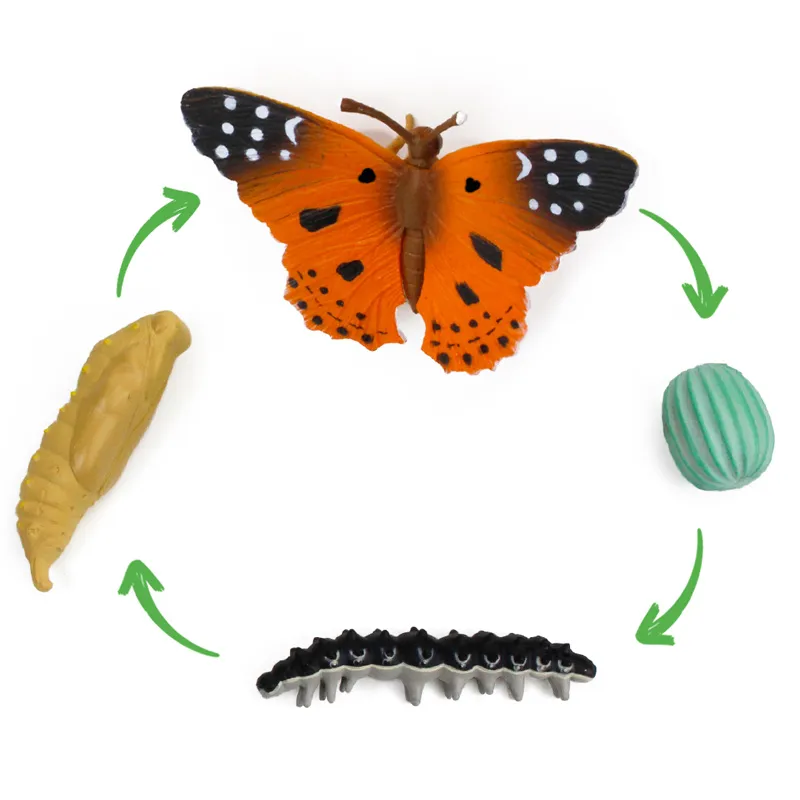 Von der Raupe zum Schmetterling