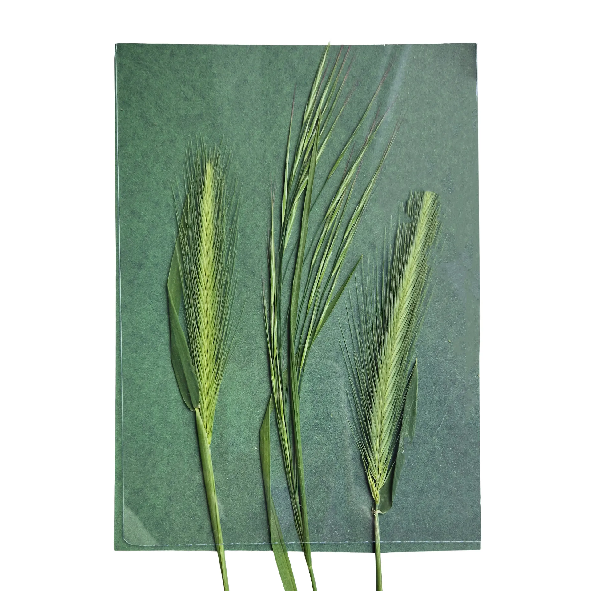 Farbiges Foto-Solarpapier DIN A 5 mit Fixierscheibe (pink, grün, gelb, rot), 16 Blatt