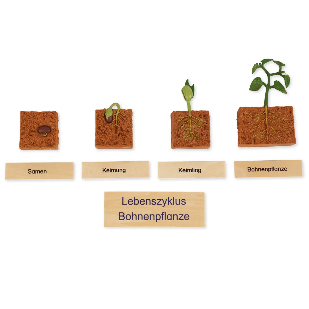 TimeTEX Lebenszyklus Bohnen-Pflanze, in Holzbox "Montessori Premium"