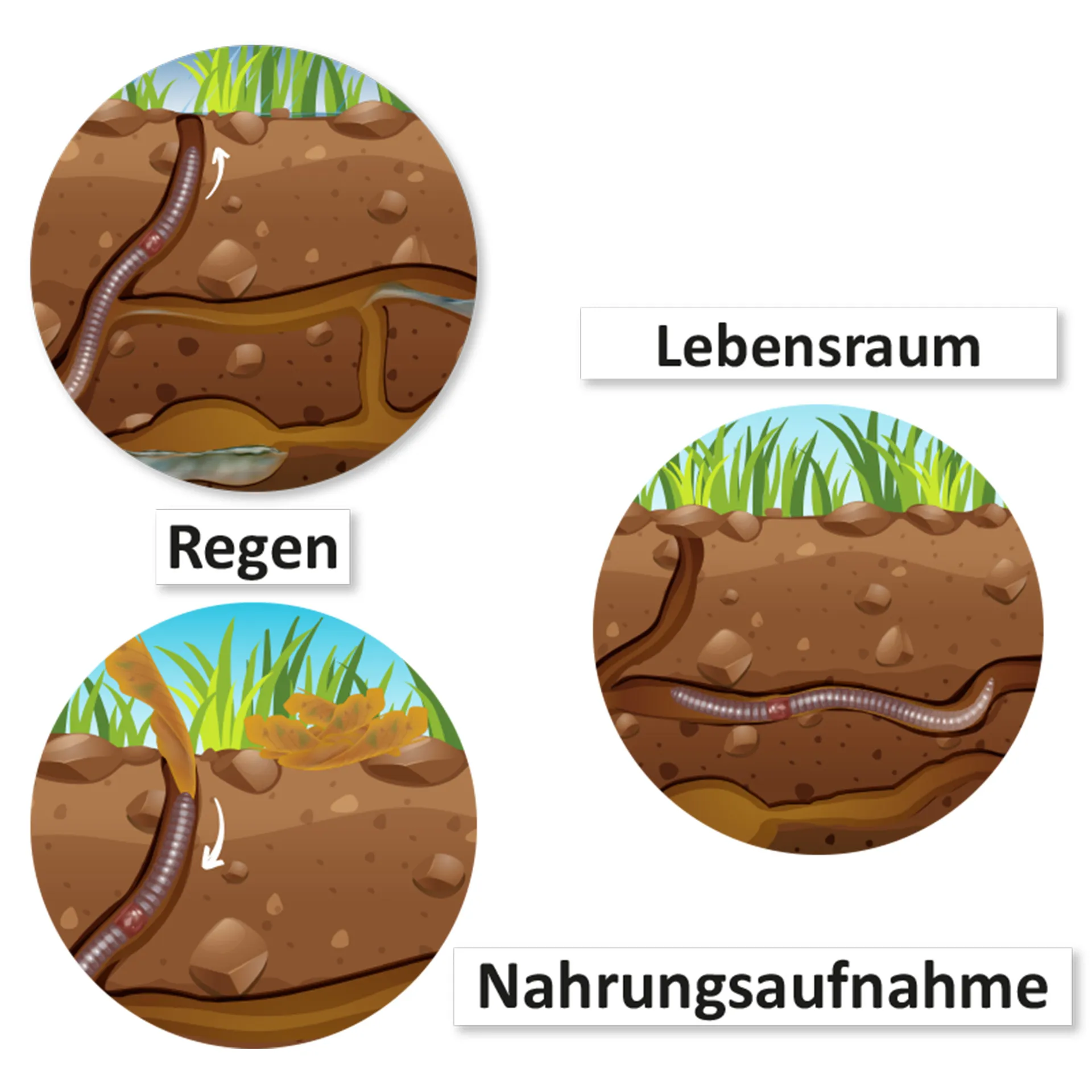 Hagemann Magnetbilder Leben und Lebenszyklus des Regenwurms