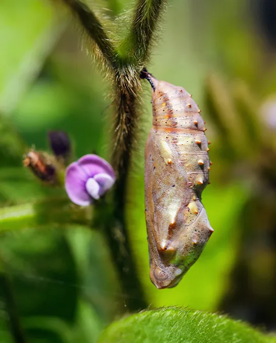 verpuppter Schmetterling