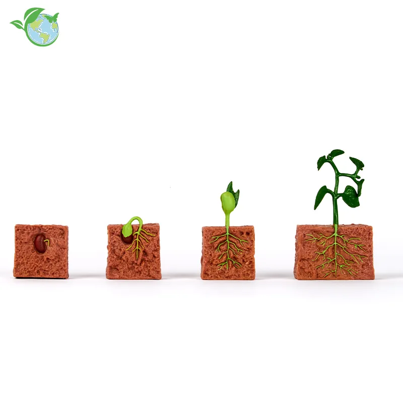 Lebenszyklus-Modelle der Bohnenpflanze (4-tlg.)