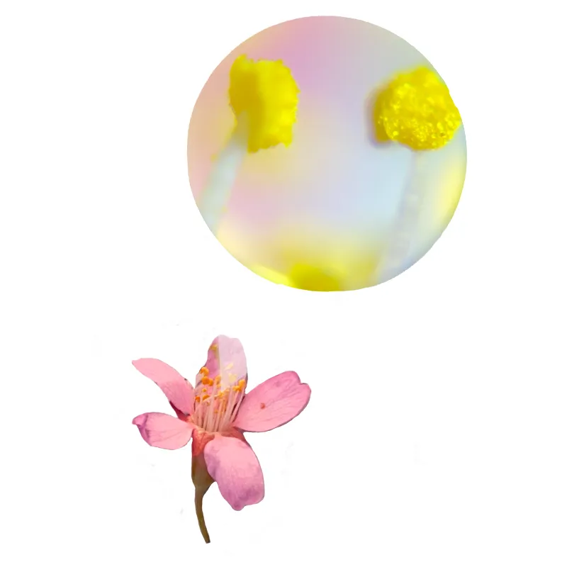 Hagemann Taschenmikroskop, kompakt (60-120-fach)