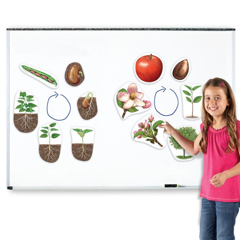 Lebenszyklus Apfel und Bohne (magnetisch)