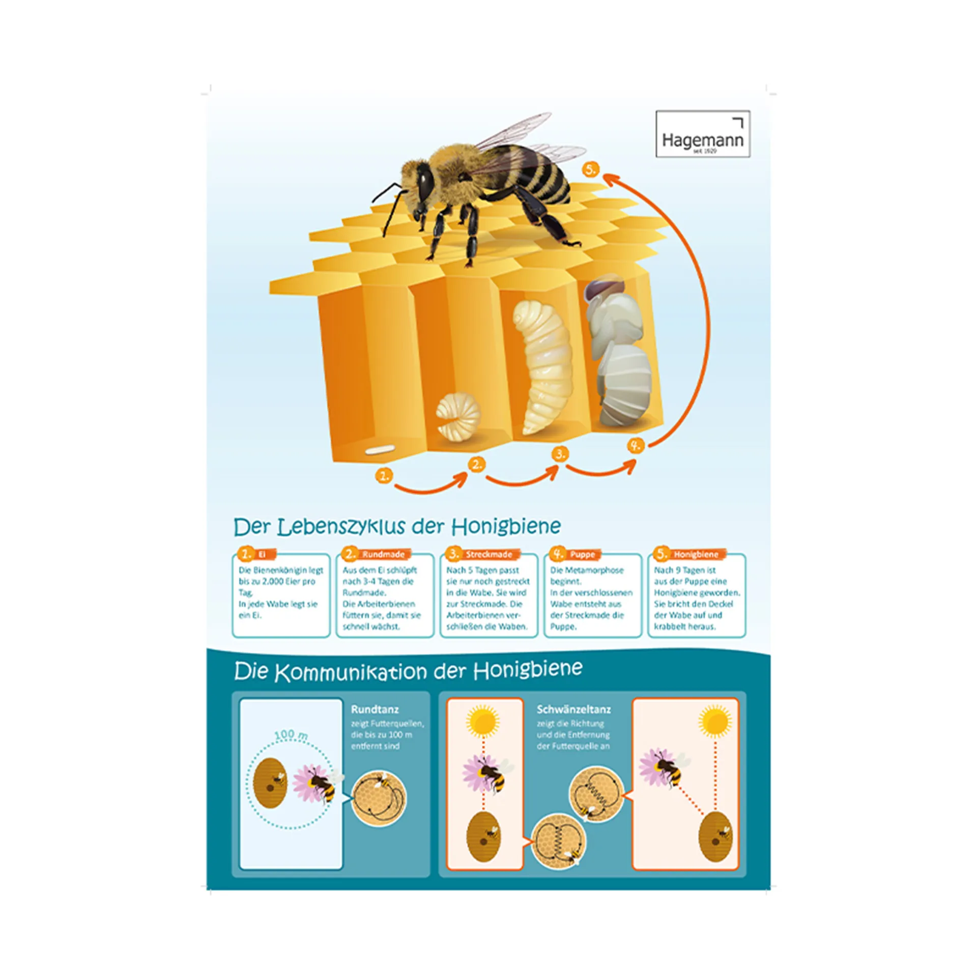 Sparset Bienenposter, 3-tlg.