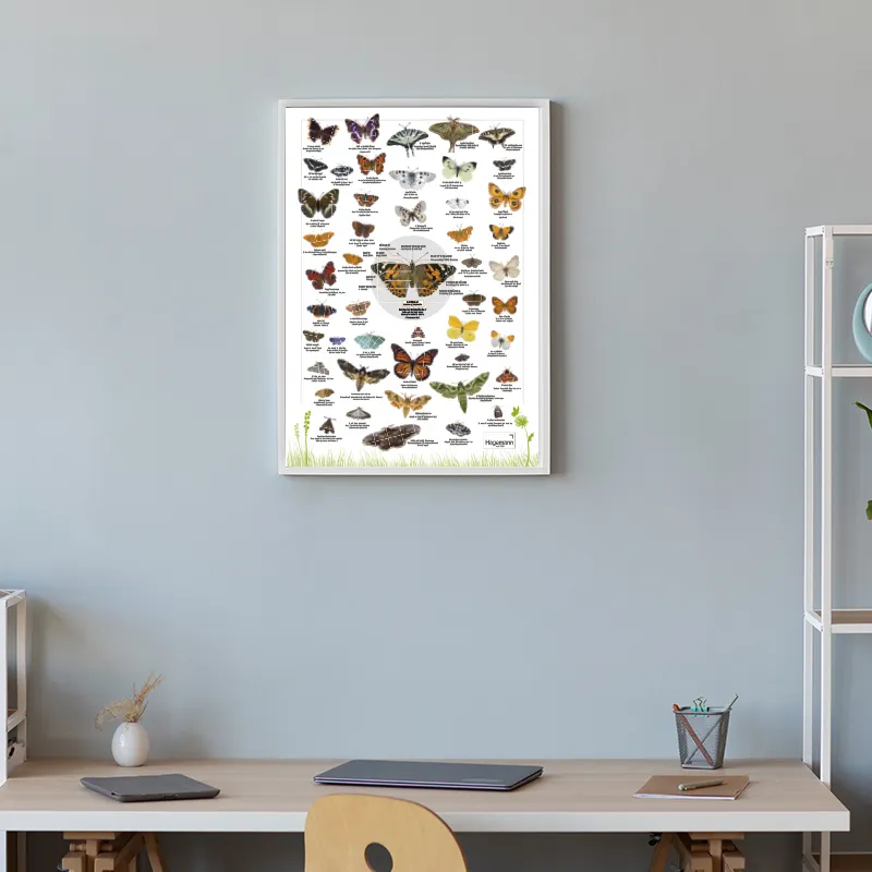 Hagemann Naturposter Schmetterlinge