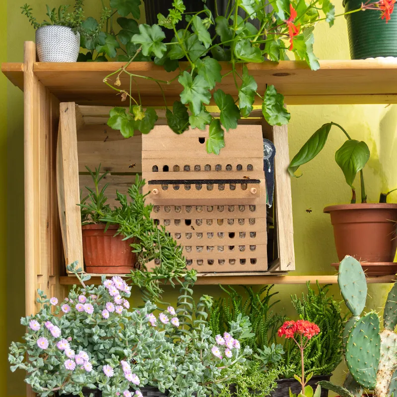 Hagemann Zuchtset Wildbienen, Rote Mauerbiene (mit 50 Kokons)