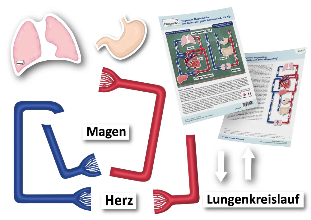Hagemann Magnetbilder Der kleine und große Blutkreislauf, 40-tlg.