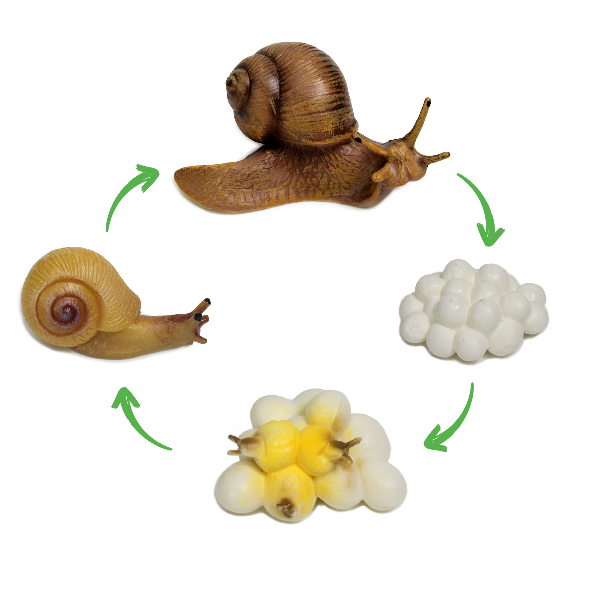 Hagemann Lebenszyklus-Modelle Schnecke, 4-tlg.