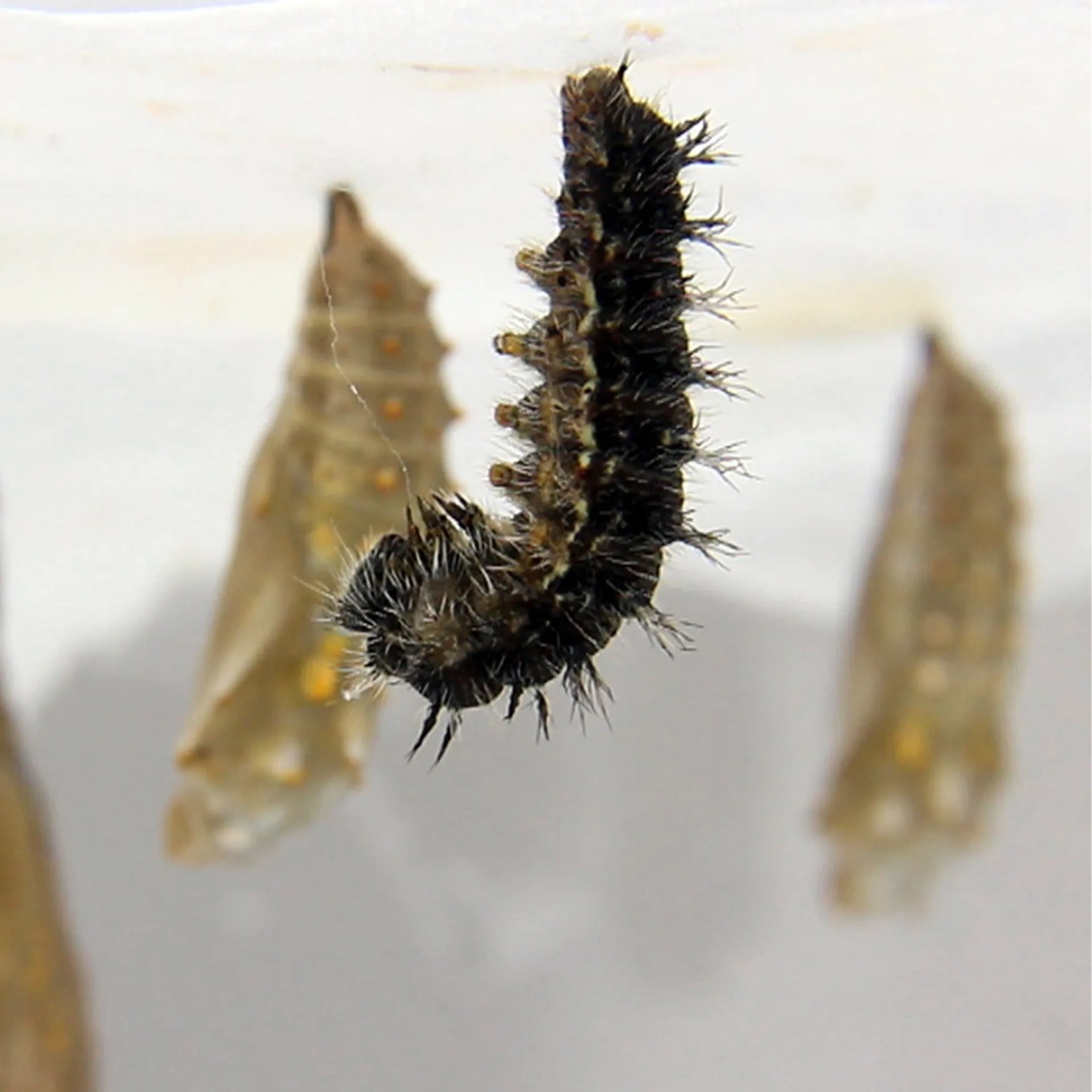 Hagemann Gruppenprojektset Schmetterlinge, Starter (15-21 Raupen)