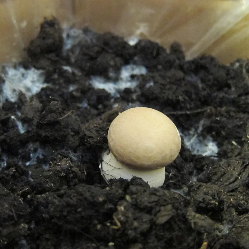 Hagemann Pilz-Zuchtset Champignon (braun)