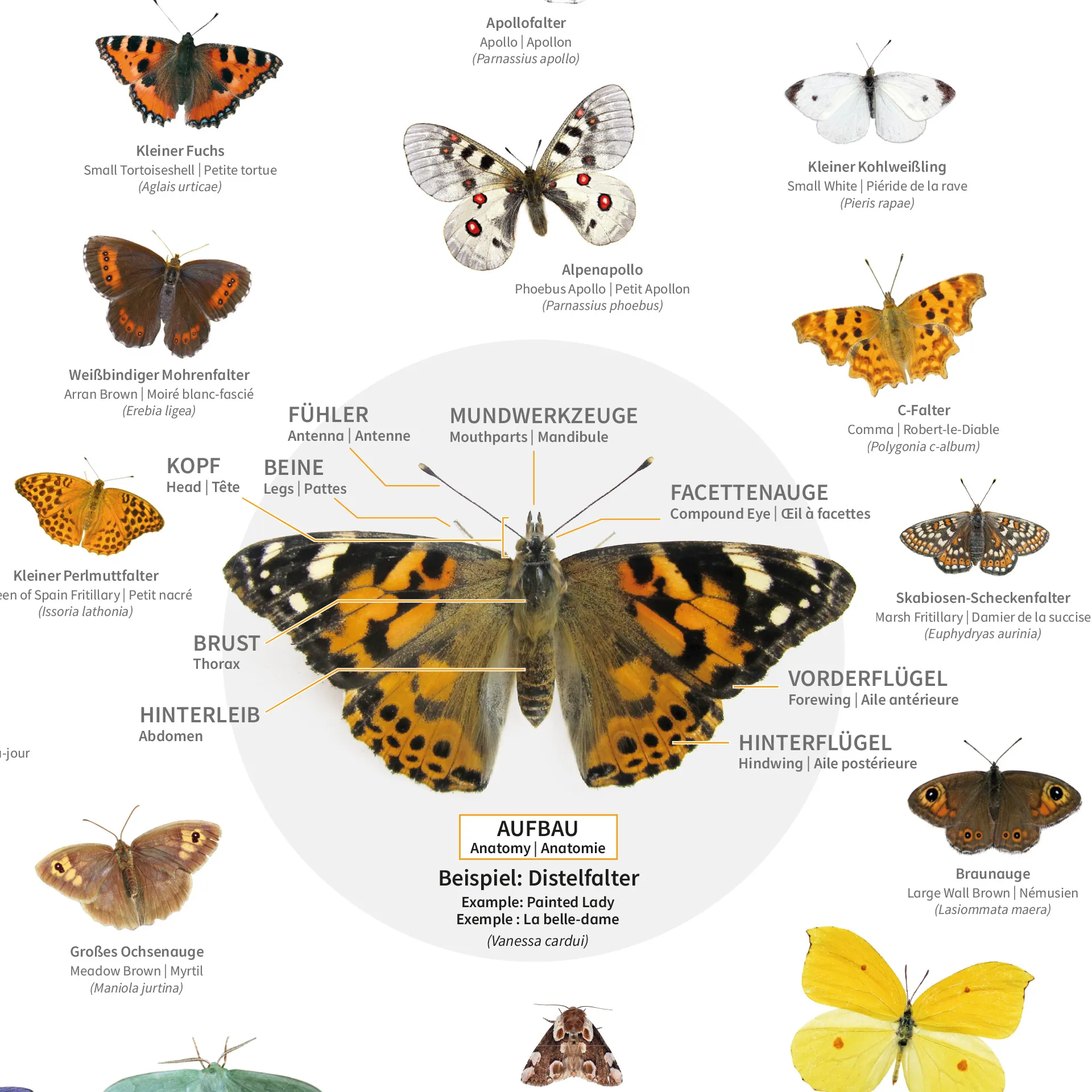 Hagemann Naturposter Schmetterlinge